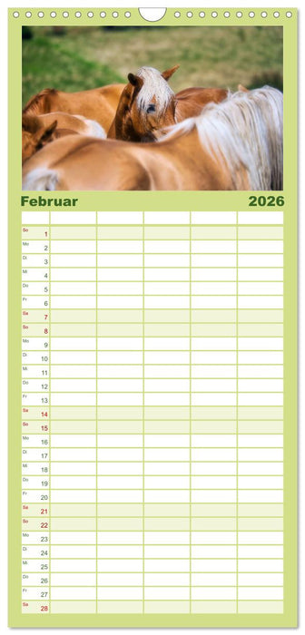 Haflinger Pferde in Thüringen (CALVENDO Familienplaner 2026)