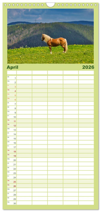 Haflinger Pferde in Thüringen (CALVENDO Familienplaner 2026)