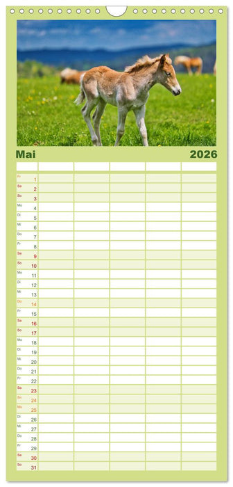 Haflinger Pferde in Thüringen (CALVENDO Familienplaner 2026)