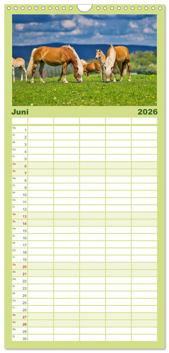 Haflinger Pferde in Thüringen (CALVENDO Familienplaner 2026)