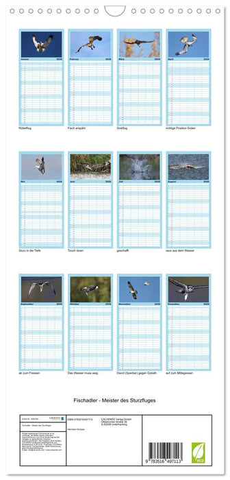 Fischadler - Meister des Sturzfluges (CALVENDO Familienplaner 2026)