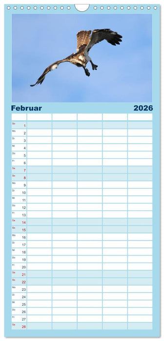 Fischadler - Meister des Sturzfluges (CALVENDO Familienplaner 2026)