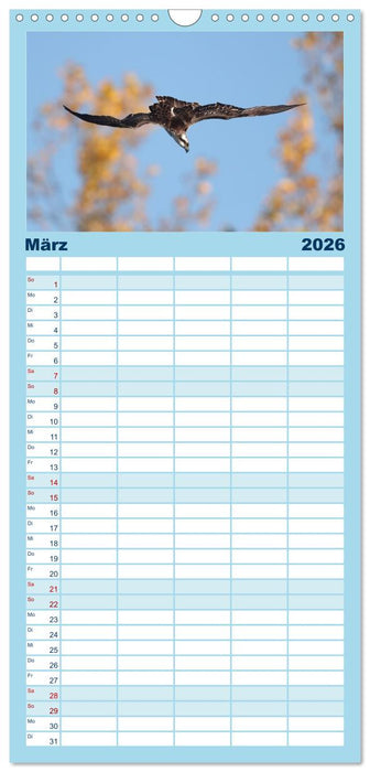 Fischadler - Meister des Sturzfluges (CALVENDO Familienplaner 2026)