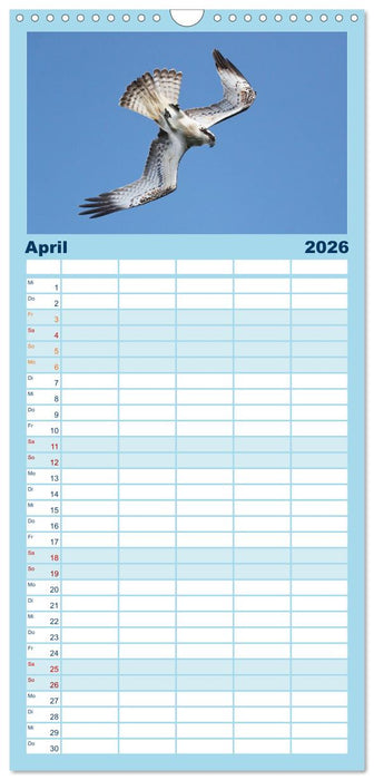 Fischadler - Meister des Sturzfluges (CALVENDO Familienplaner 2026)