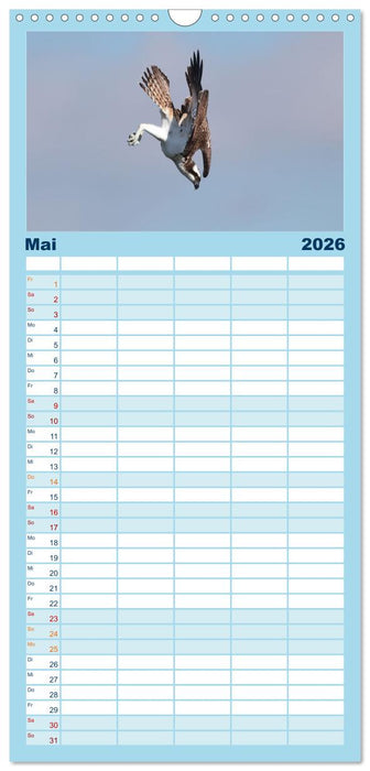 Fischadler - Meister des Sturzfluges (CALVENDO Familienplaner 2026)