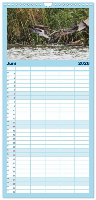 Fischadler - Meister des Sturzfluges (CALVENDO Familienplaner 2026)