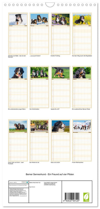 Berner Sennenhund - Ein Freund auf vier Pfoten (CALVENDO Familienplaner 2026)