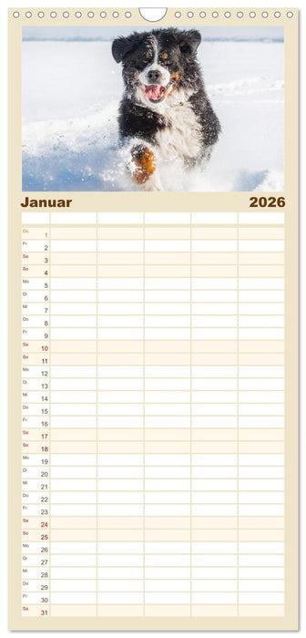 Berner Sennenhund - Ein Freund auf vier Pfoten (CALVENDO Familienplaner 2026)