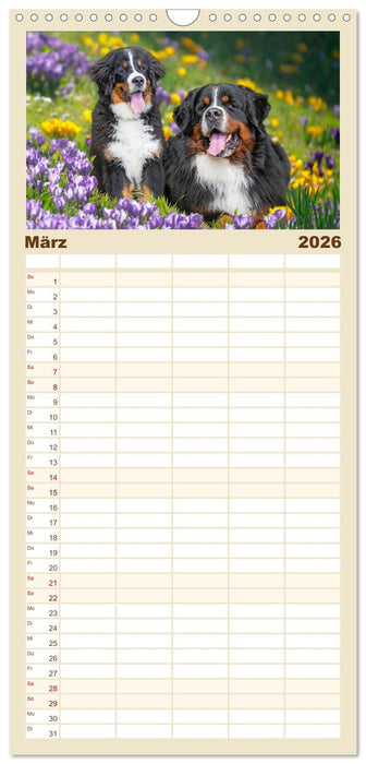 Berner Sennenhund - Ein Freund auf vier Pfoten (CALVENDO Familienplaner 2026)