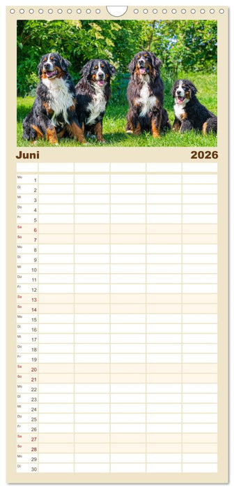 Berner Sennenhund - Ein Freund auf vier Pfoten (CALVENDO Familienplaner 2026)