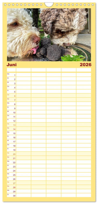 Französische Trüffelwelten (CALVENDO Familienplaner 2026)