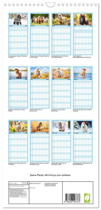 Kleine Pferde. Mini-Ponys zum verlieben (CALVENDO Familienplaner 2026)