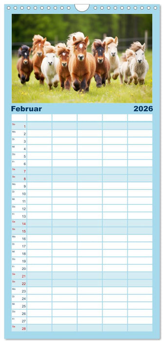 Kleine Pferde. Mini-Ponys zum verlieben (CALVENDO Familienplaner 2026)