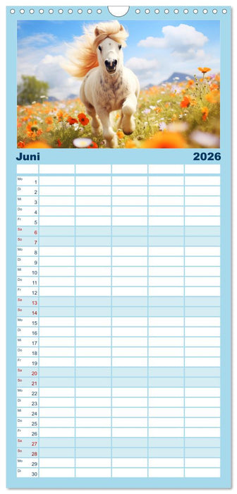 Kleine Pferde. Mini-Ponys zum verlieben (CALVENDO Familienplaner 2026)