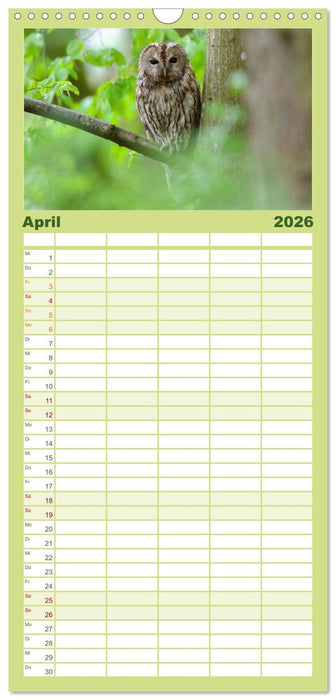 der Waldkauz - Strix Aluco (CALVENDO Familienplaner 2026)