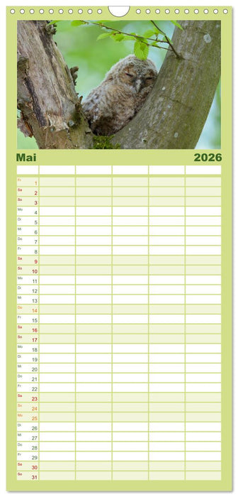 der Waldkauz - Strix Aluco (CALVENDO Familienplaner 2026)