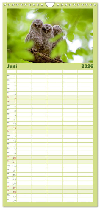 der Waldkauz - Strix Aluco (CALVENDO Familienplaner 2026)