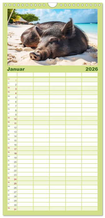 Schweinereien in der Karibik. Sonne und Spaß mit schwimmenden Schweinen (CALVENDO Familienplaner 2026)