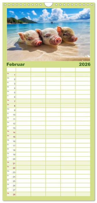 Schweinereien in der Karibik. Sonne und Spaß mit schwimmenden Schweinen (CALVENDO Familienplaner 2026)