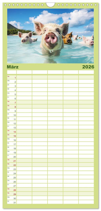 Schweinereien in der Karibik. Sonne und Spaß mit schwimmenden Schweinen (CALVENDO Familienplaner 2026)