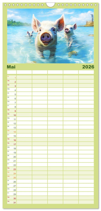 Schweinereien in der Karibik. Sonne und Spaß mit schwimmenden Schweinen (CALVENDO Familienplaner 2026)