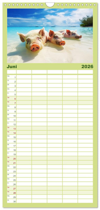 Schweinereien in der Karibik. Sonne und Spaß mit schwimmenden Schweinen (CALVENDO Familienplaner 2026)