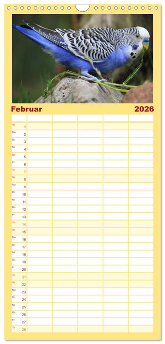 Wellensittichkalender! - Das Original (CALVENDO Familienplaner 2026)