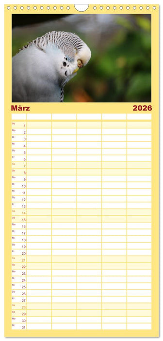 Wellensittichkalender! - Das Original (CALVENDO Familienplaner 2026)