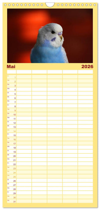 Wellensittichkalender! - Das Original (CALVENDO Familienplaner 2026)
