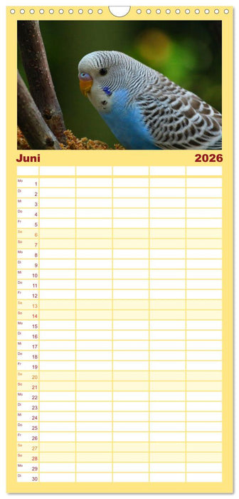 Wellensittichkalender! - Das Original (CALVENDO Familienplaner 2026)