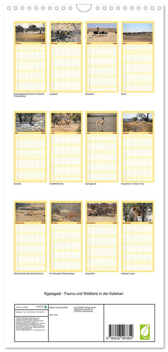 Kgalagadi - Fauna und Wildtiere in der Kalahari (CALVENDO Familienplaner 2026)