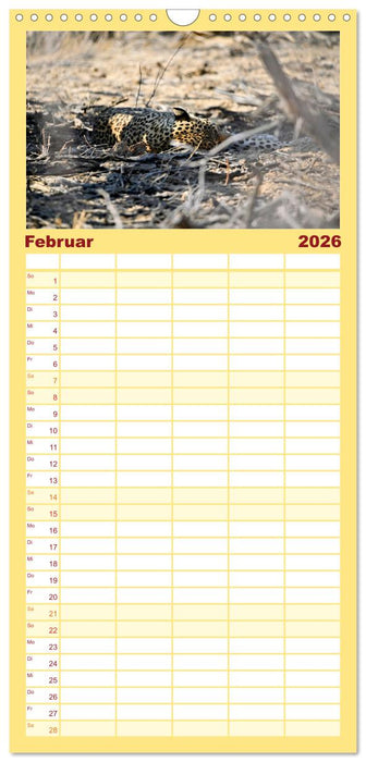 Kgalagadi - Fauna und Wildtiere in der Kalahari (CALVENDO Familienplaner 2026)