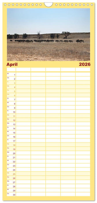 Kgalagadi - Fauna und Wildtiere in der Kalahari (CALVENDO Familienplaner 2026)