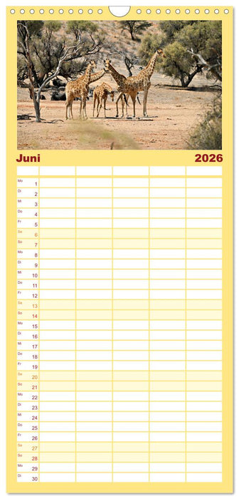 Kgalagadi - Fauna und Wildtiere in der Kalahari (CALVENDO Familienplaner 2026)