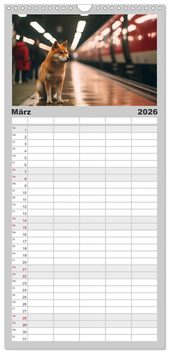 Shiba Inu - Stolz und Anmut (CALVENDO Familienplaner 2026)