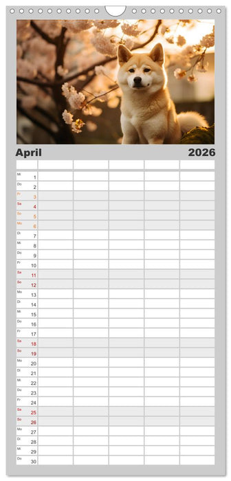 Shiba Inu - Stolz und Anmut (CALVENDO Familienplaner 2026)