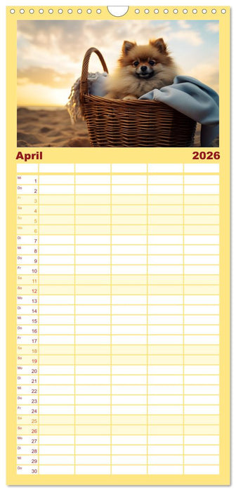 Zwergspitze - kleine Hunde, große Persönlichkeiten (CALVENDO Familienplaner 2026)