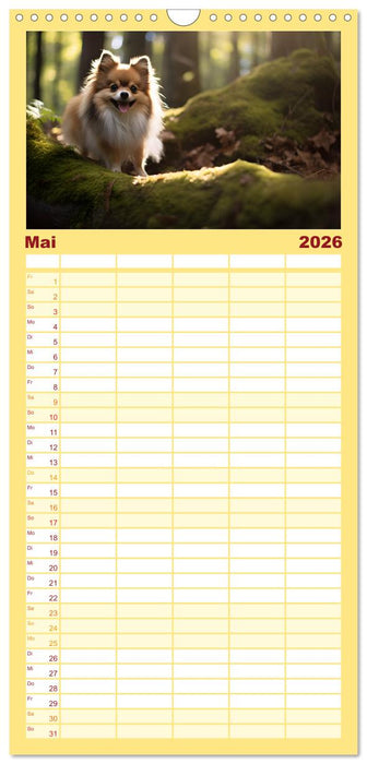 Zwergspitze - kleine Hunde, große Persönlichkeiten (CALVENDO Familienplaner 2026)