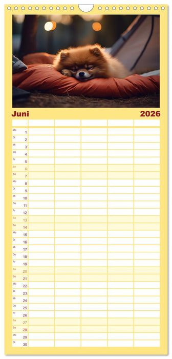 Zwergspitze - kleine Hunde, große Persönlichkeiten (CALVENDO Familienplaner 2026)