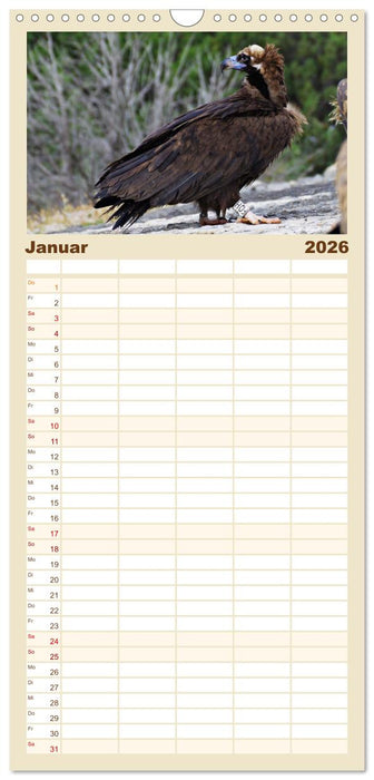 Geier - die Gesundheitspolizei! (CALVENDO Familienplaner 2026)