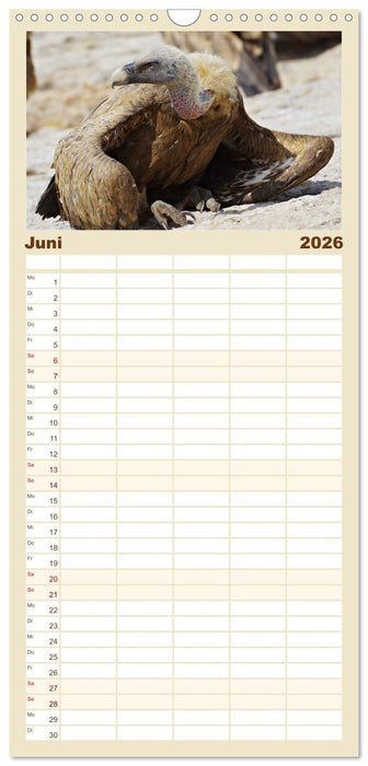 Geier - die Gesundheitspolizei! (CALVENDO Familienplaner 2026)