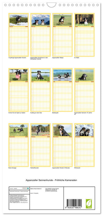 Appenzeller Sennenhunde - Fröhliche Kameraden (CALVENDO Familienplaner 2026)