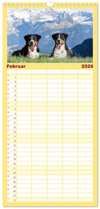 Appenzeller Sennenhunde - Fröhliche Kameraden (CALVENDO Familienplaner 2026)