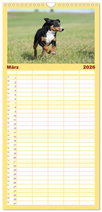Appenzeller Sennenhunde - Fröhliche Kameraden (CALVENDO Familienplaner 2026)