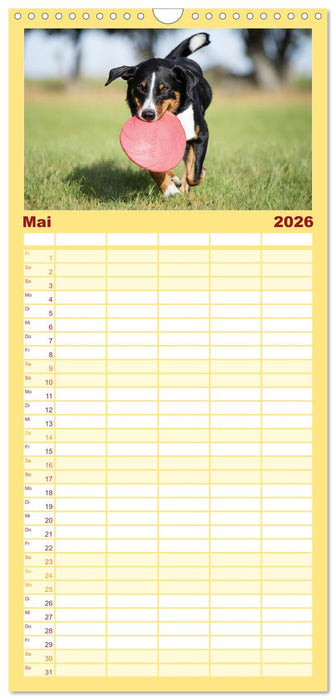 Appenzeller Sennenhunde - Fröhliche Kameraden (CALVENDO Familienplaner 2026)