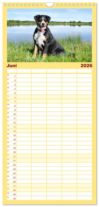Appenzeller Sennenhunde - Fröhliche Kameraden (CALVENDO Familienplaner 2026)