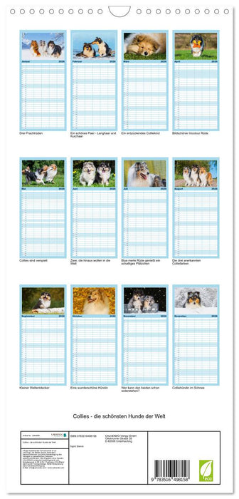 Collies - die schönsten Hunde der Welt (CALVENDO Familienplaner 2026)