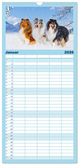 Collies - die schönsten Hunde der Welt (CALVENDO Familienplaner 2026)