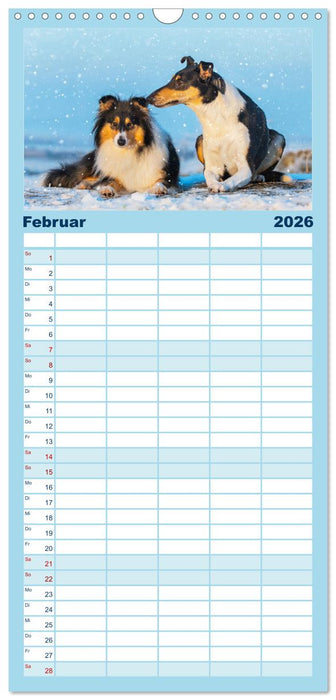 Collies - die schönsten Hunde der Welt (CALVENDO Familienplaner 2026)