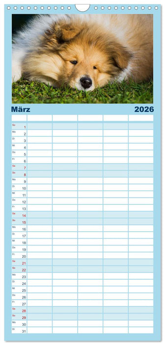 Collies - die schönsten Hunde der Welt (CALVENDO Familienplaner 2026)